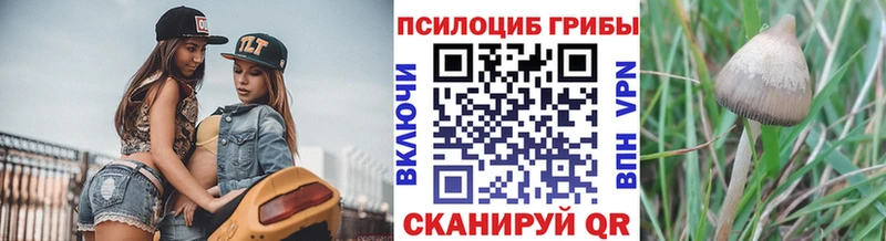 сколько стоит  Гулькевичи  Галлюциногенные грибы Psilocybine cubensis 